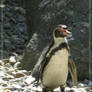 Humboldt penguin 01