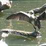 white-breasted cormorant