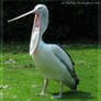 Australian pelican: yawn