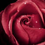 redrose