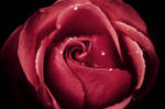 redrose by struky