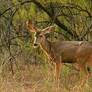 mule deer