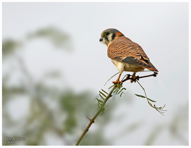 American kestrel