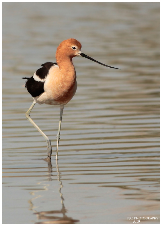 Avocet