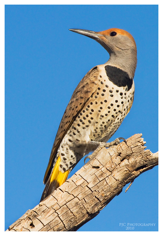 Gilded flicker