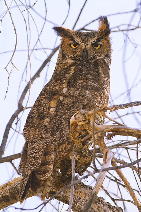 Great Horned Owl