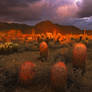 Sonoran glow