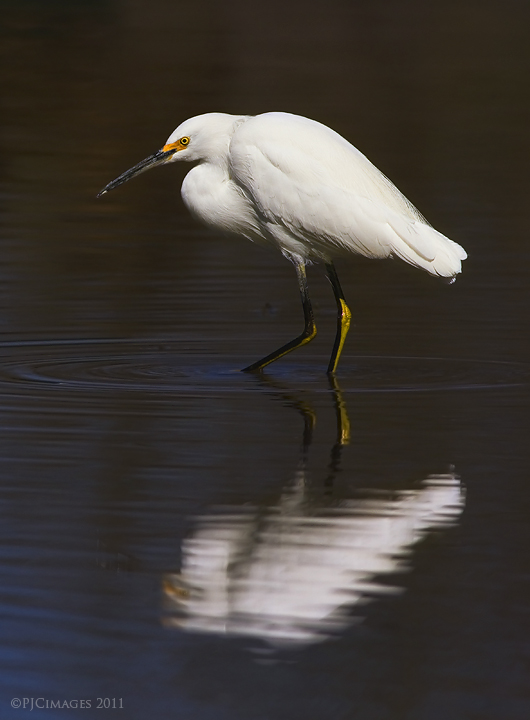 Snowy reflection