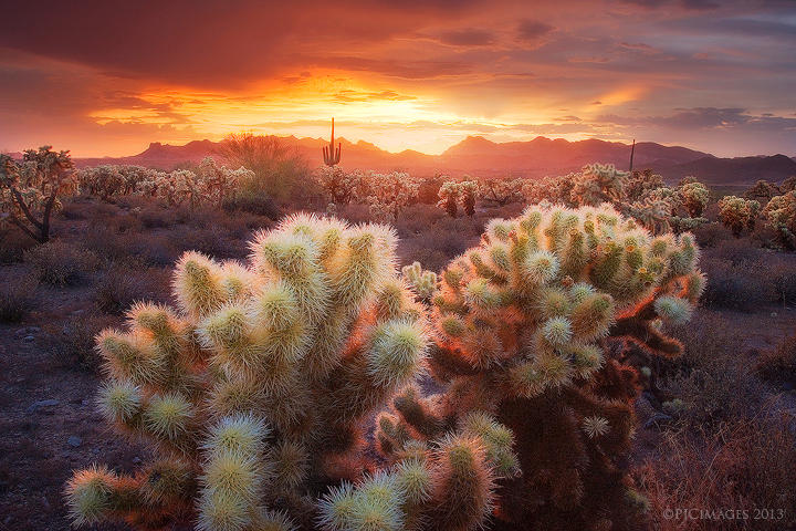 Light Catchers by PeterJCoskun