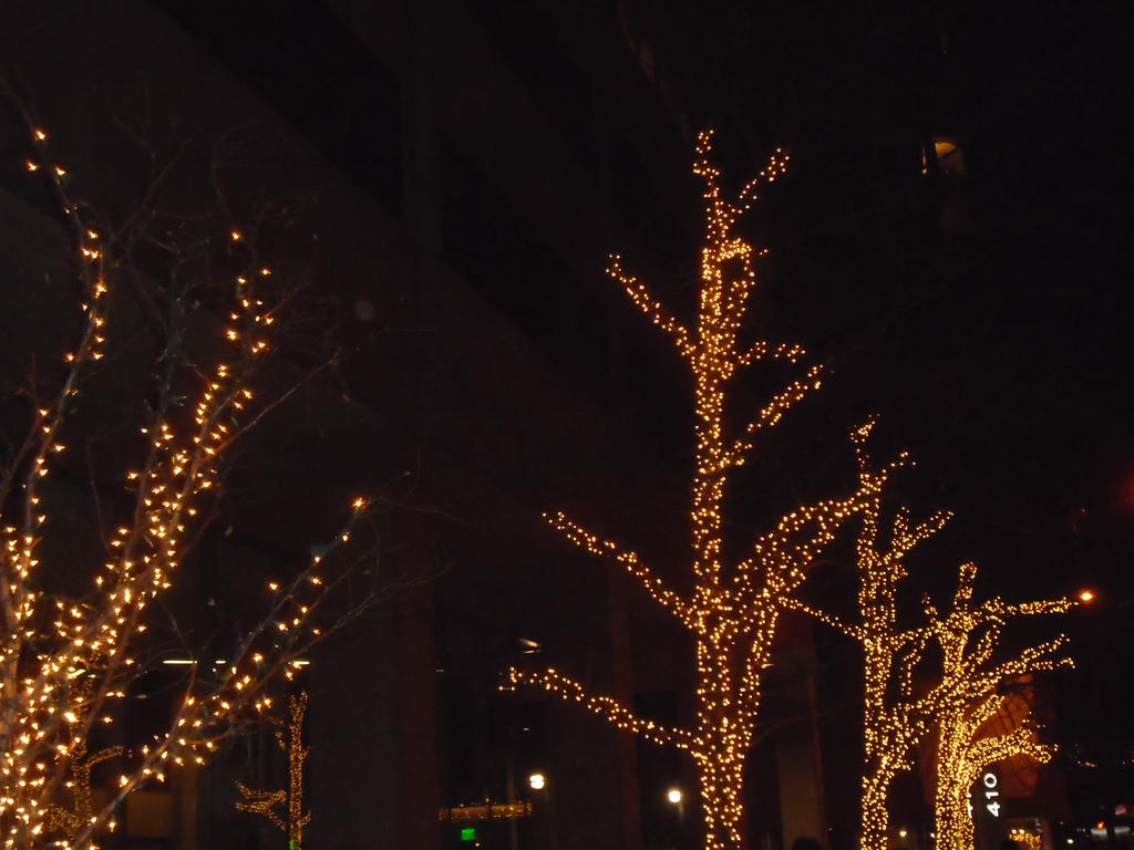 Christmas lights on the trees