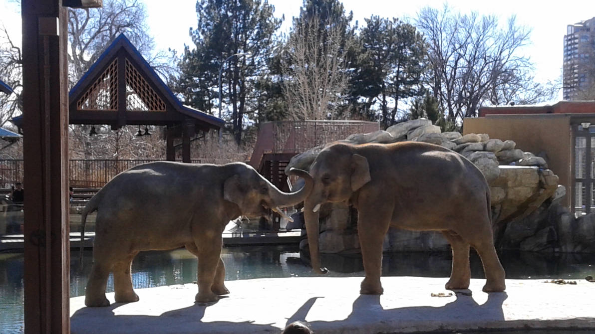 Denver Zoo Free Denver Zoo Free