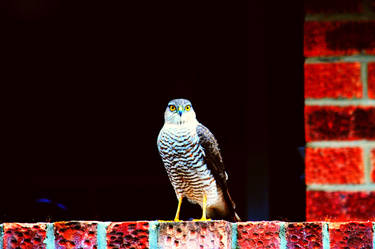 Sparrowhawk2