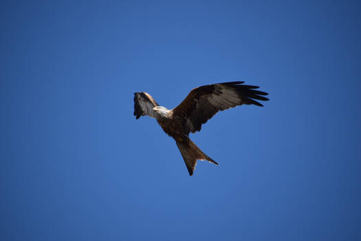 Red Kite