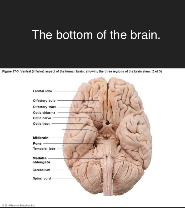 The bottom of the brain. by EdwynComicArtist on DeviantArt
