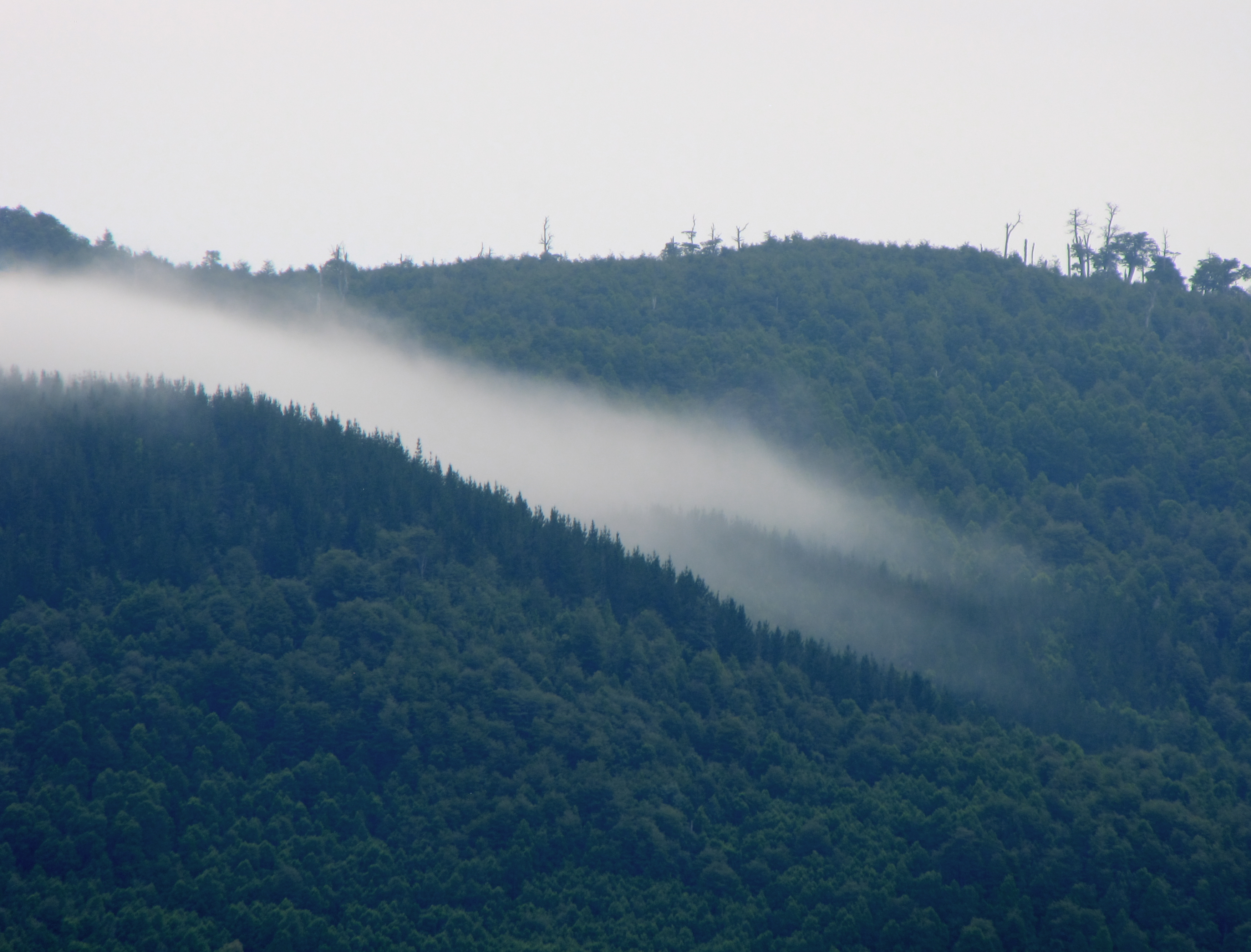 Niebla en las Montanas