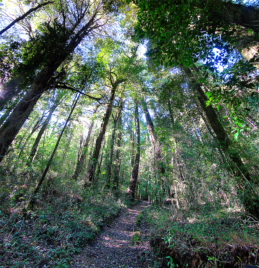 Sendero del Bosque