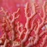 Coral Me Pink 3