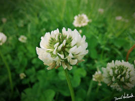 White Clover Flowers