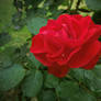 Red Rose #4