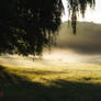 Running Through The Mist