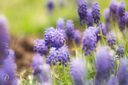 Among Flowers