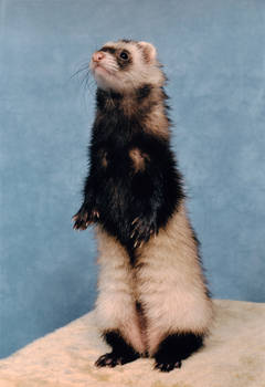 Ferret stock 1