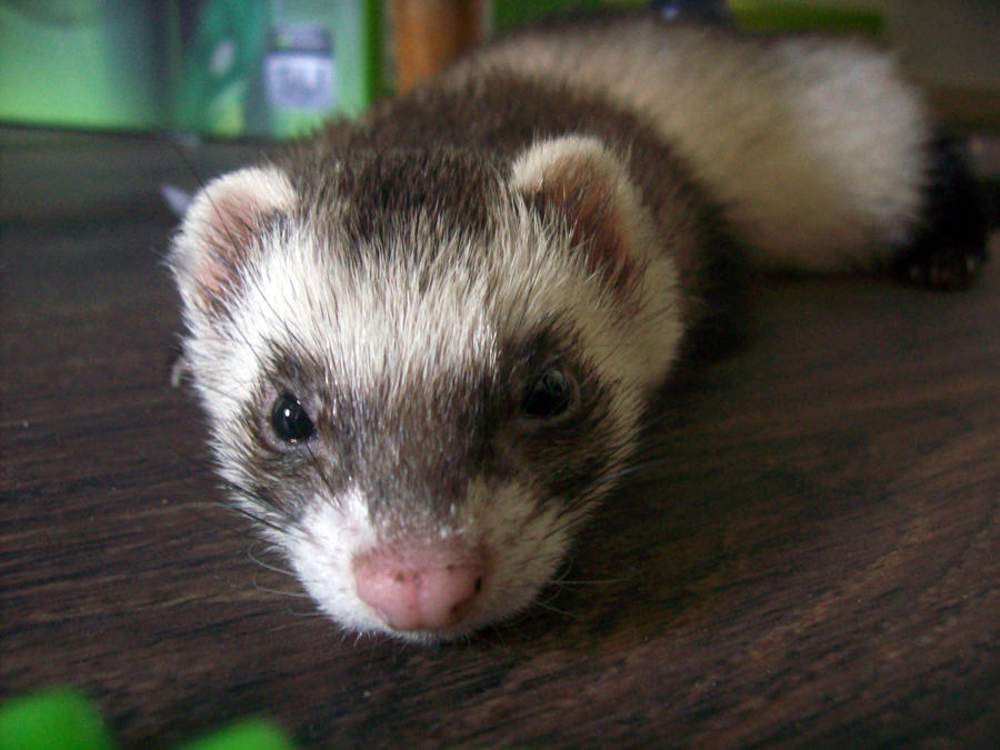 Ferret Stock 3