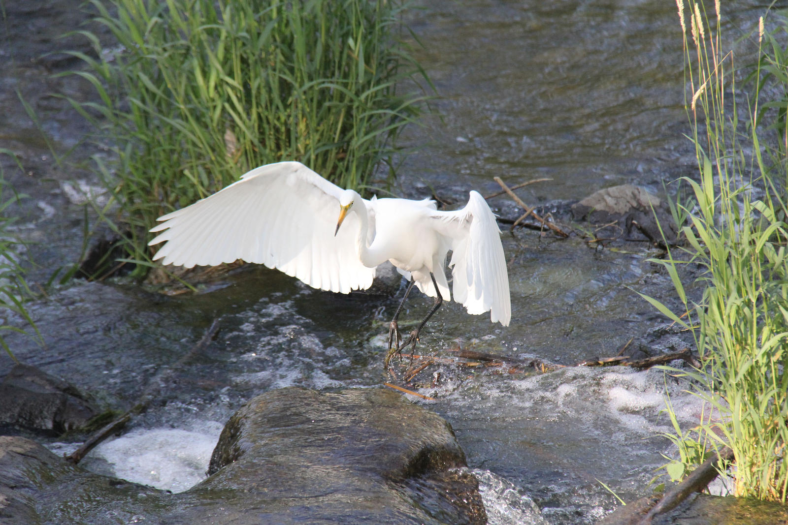 Les Ailes Ouvertes