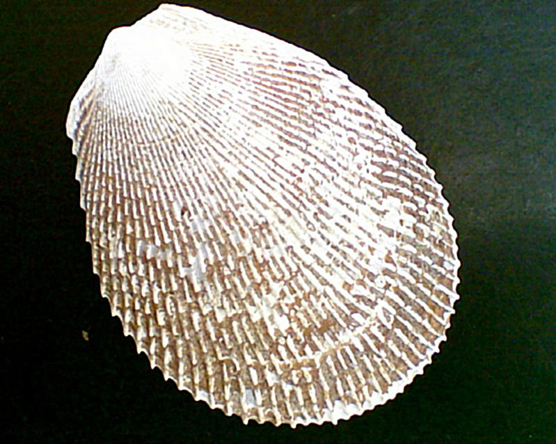 Shell six by lilystell on DeviantArt