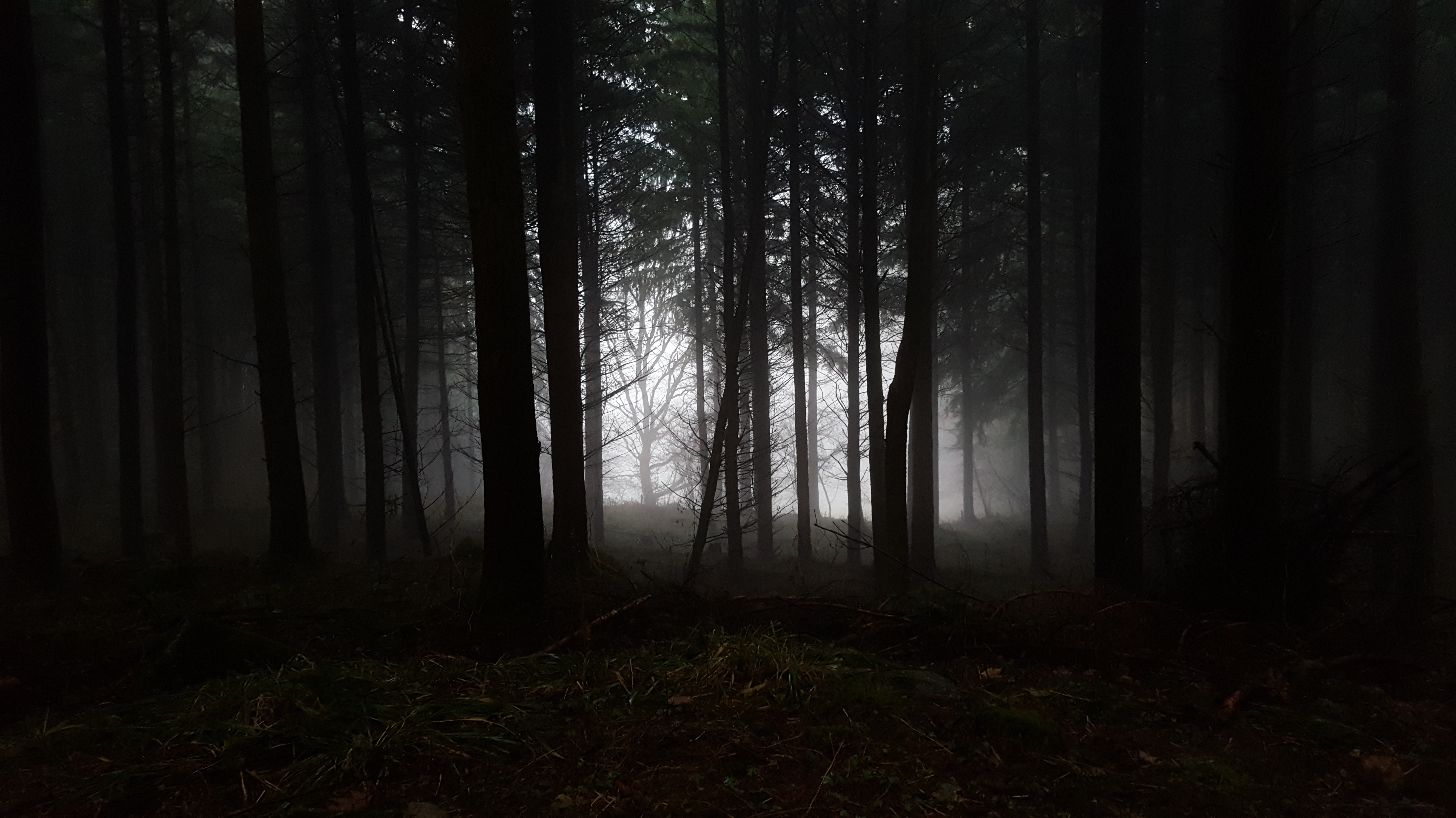 Foret Sombre By Camel21 On Deviantart Foret Sombre By Camel21 On Deviantart
