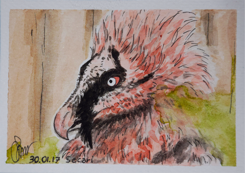ACEO - Bearded Vulture