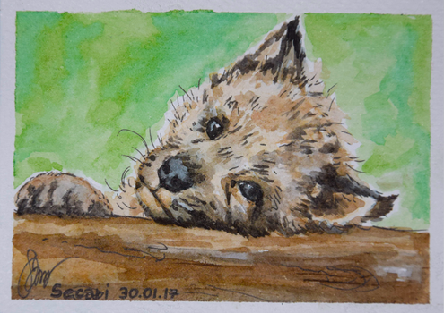 ACEO - Wolf puppy