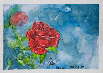 ACEO - Red Rose