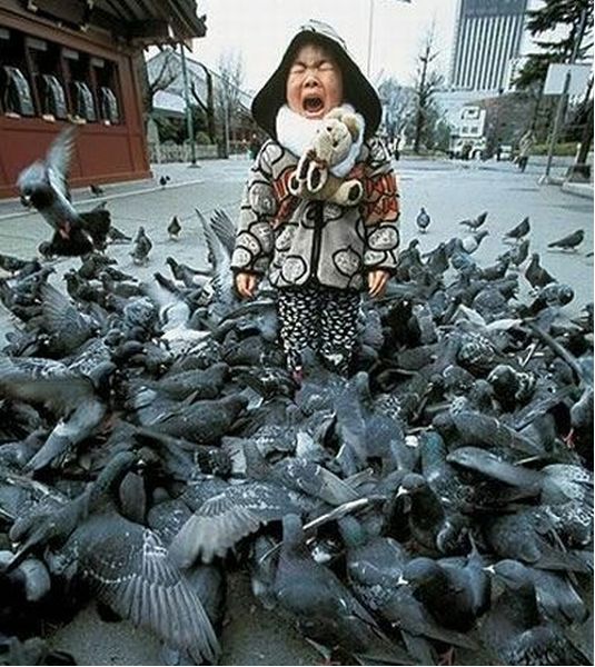 You have to love the pigeons