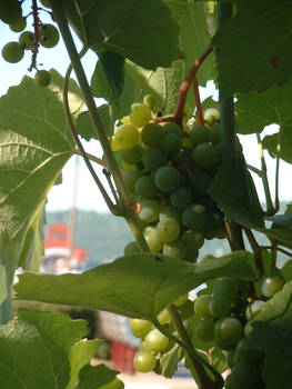 Grapes