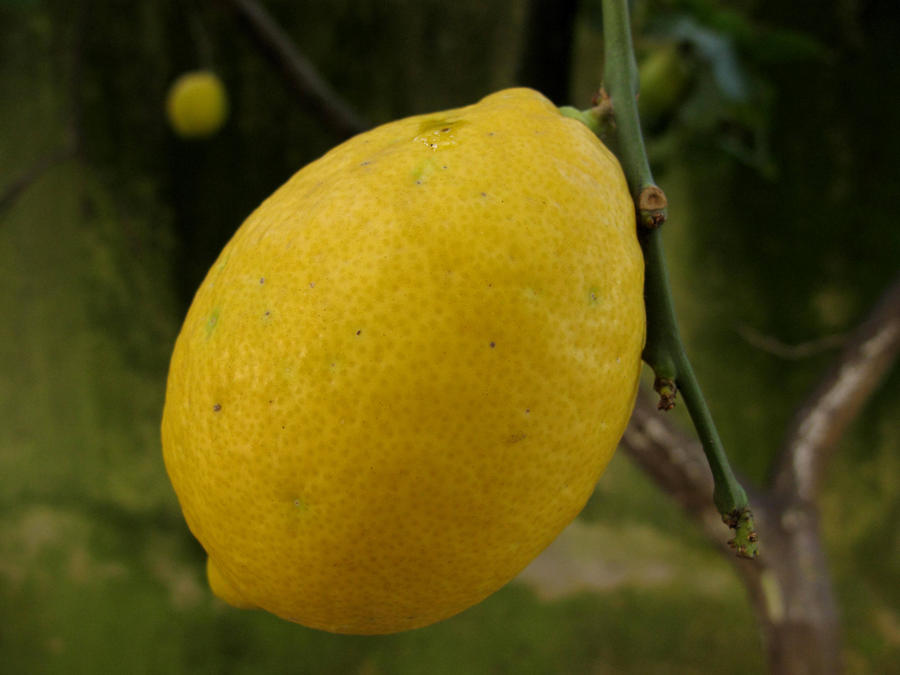 Lemon Ii Lemon II 3.2 by UnderwaterNinja on DeviantArt