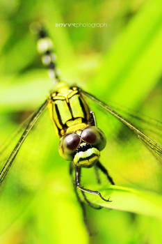 dragonfly 002