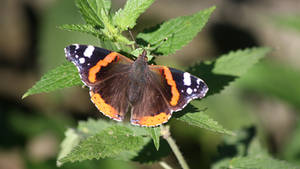 Vanessa atalanta