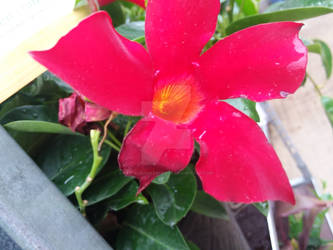 HOT-PINK HAWAIIAN FLOWER