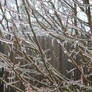 Ice Covered Branches