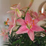 Lilies