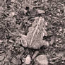 Small Toad