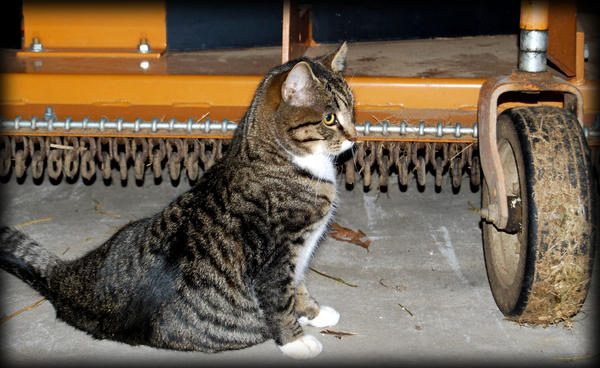 Farm Cat