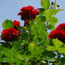 red roses