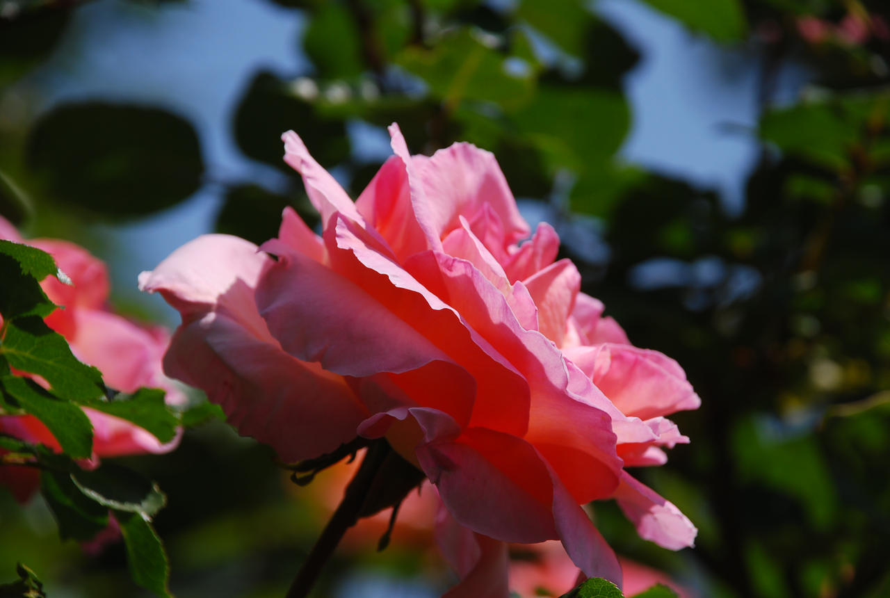 Spring Rose 2 springrose by TothAttilaIstvan on DeviantArt
