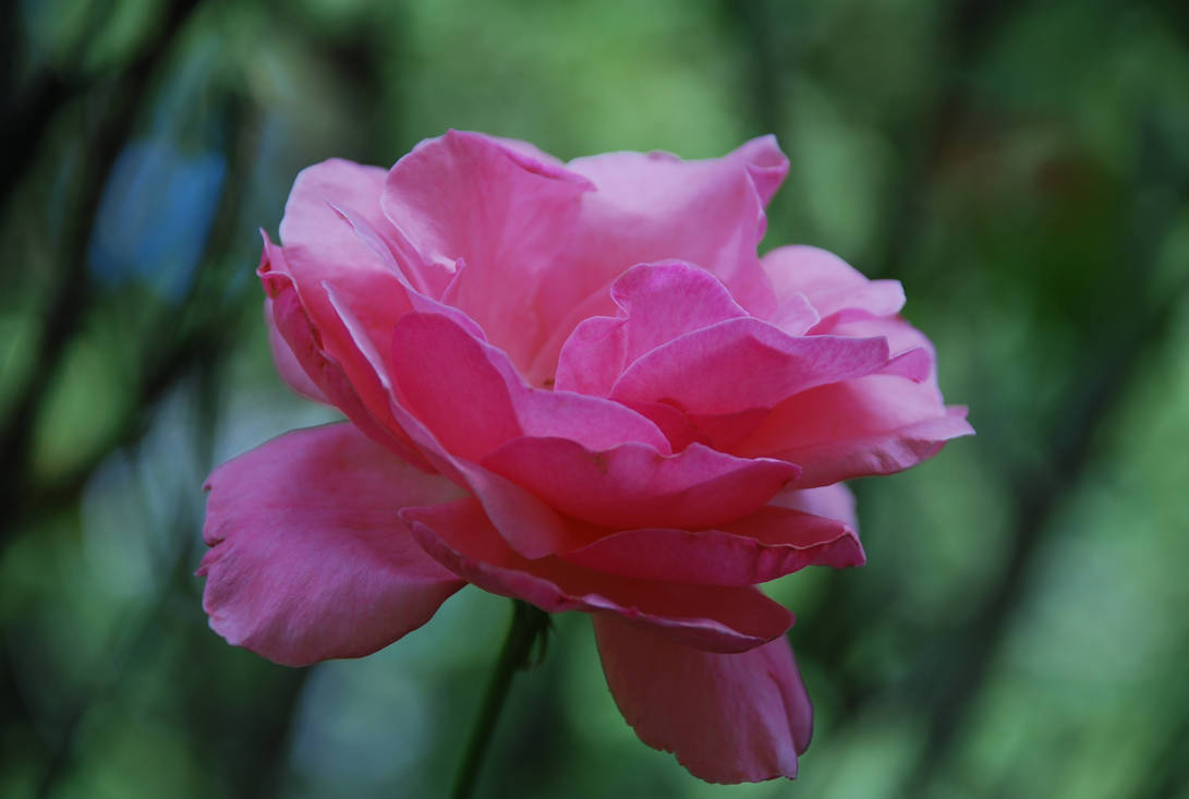 autumn rose by TothAttilaIstvan on DeviantArt