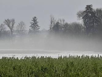 Foggy trees