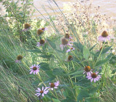 Flowering Weeds