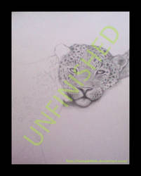 Leopard UNFINISHED