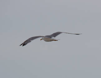 Seagull Stock 2